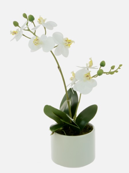 Miniature Orchid White