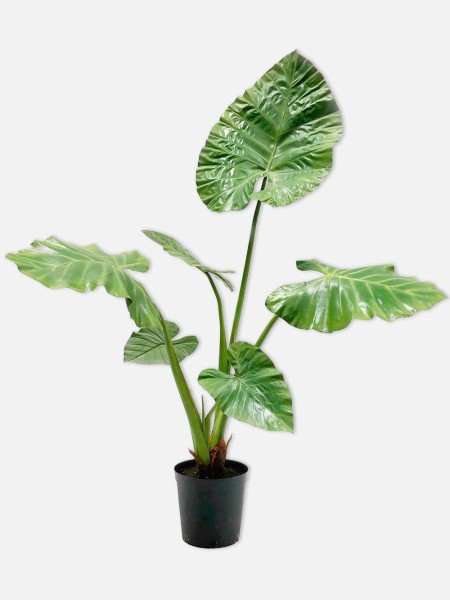 green alocasia plant